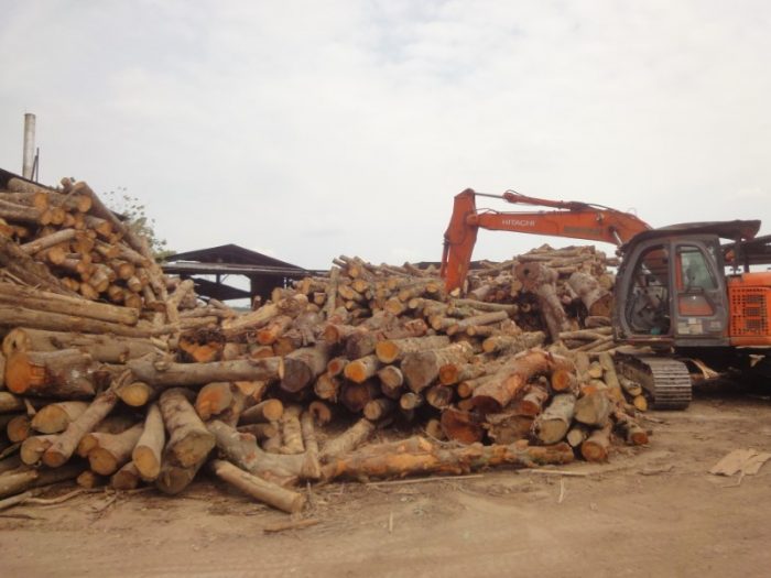 Wood Processing Living Nature