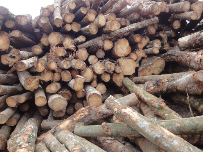 Wood Processing Living Nature